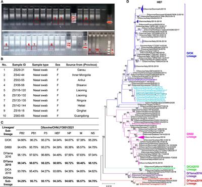 Identification of D/Yama2019 Lineage-Like Influenza D Virus in Chinese Cattle